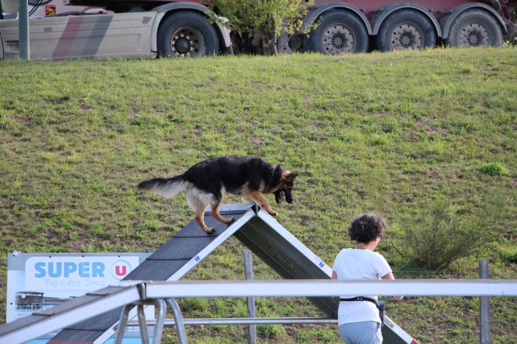 entrainement d'agility