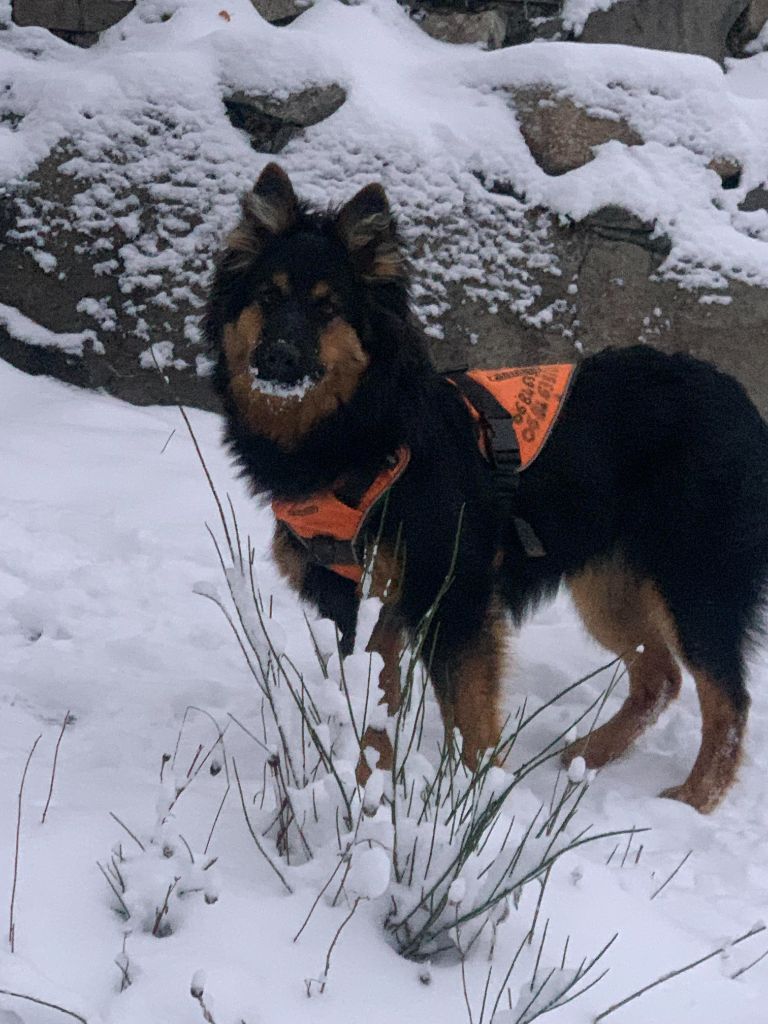 Pampo et la première neige