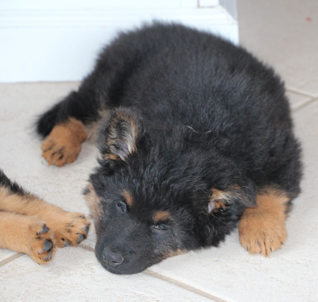 Des Bohèmes De La Burle - Chiots disponibles - Berger de boheme