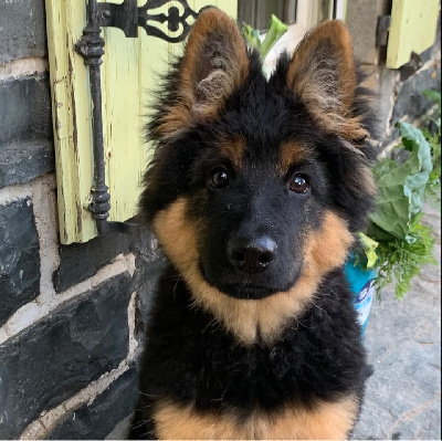 Adorable Sherlock