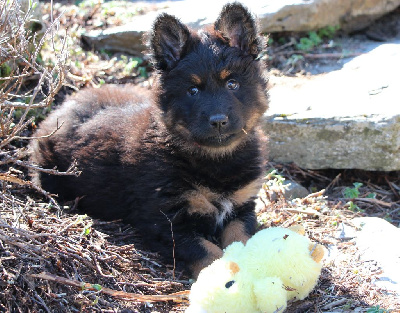 CHIOT